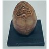 Image 3 : Aliens vs. Predator: Requiem (2007) - Alien Egg Study Maquette