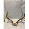 Image 1 : Horns