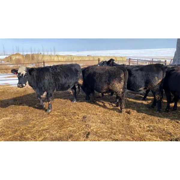 Alloa Lane Land & Cattle - 1150# BBF Bred Heifers - 16 Head