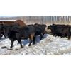 Image 1 : Alloa Lane Land & Cattle - 1150# Black Bred Heifers - 16 Head (Trochu, AB)