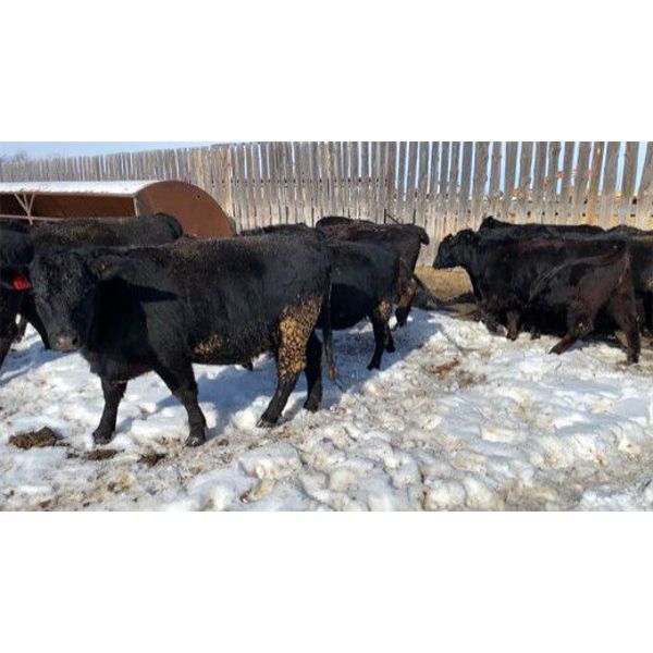 Alloa Lane Land & Cattle - 1150# Black Bred Heifers - 16 Head (Trochu, AB)