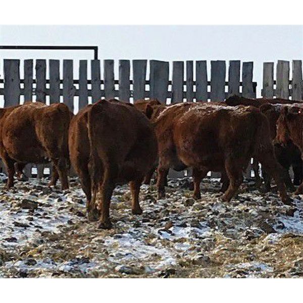 Brandon Rabby - Red Angus X Bred Cows - 21 Head (Viking, AB)