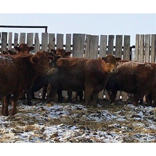 Brandon Rabby - Red Angus X Bred Cows - 20 Head (Viking, AB)