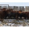 Image 1 : Brandon Rabby - Red Angus X Bred Cows - 20 Head (Viking, AB)