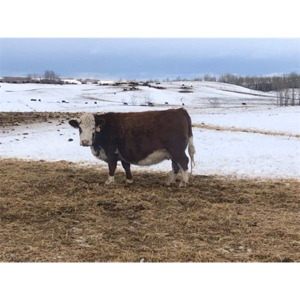 Franklin Cattle Co. 1450# Pairs - 35 Pairs (Marwayne, AB)