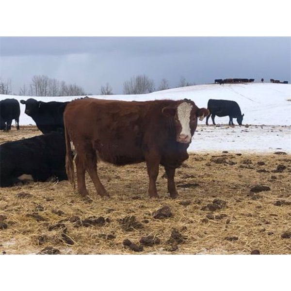 Franklin Cattle Co. 1450# Pairs - 35 Pairs (Marwayne, AB)