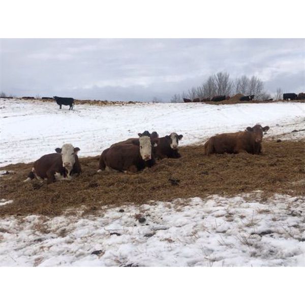 Franklin Cattle Co. 1450# Pairs - 35 Pairs (Marwayne, AB)