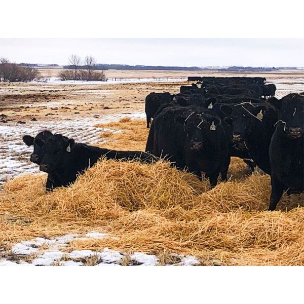 Franklin Cattle Co. - 1350# Pairs - 40 Pairs (Kipling, SK)