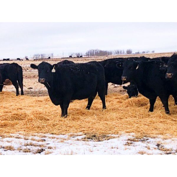 Franklin Cattle Co. - 1350# Pairs - 40 Pairs (Kipling, SK)