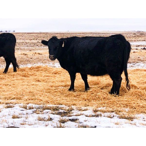 Franklin Cattle Co. - 1350# Pairs - 40 Pairs (Kipling, SK)