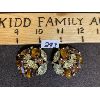 Image 1 : SHERMAN DESIGNER BROWN / PERIDOT EARRINGS