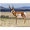 Image 1 : Utah Buck Pronghorn - Book Cliffs - Conservation Permit