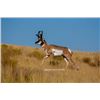 Image 1 : Utah Buck Pronghorn - Pine Valley - Conservation Permit