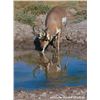 Image 1 : Utah Buck Pronghorn - Southwest Desert - Conservation Permit