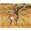 Image 1 : Utah Buck Pronghorn - West Desert, Riverbed - Conservation Permit