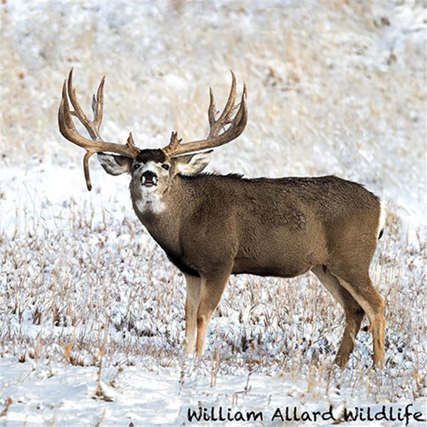 Mule Deer Buck 24 X 30 Metal Print