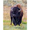 Image 1 : Utah Bison - Henry Mountains (Hunter's Choice) - Conservation Permit