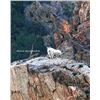 Image 1 : Utah Mountain Goat - Central Mountains, Nebo (Hunter's Choice) - Conservation Permit