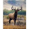 Image 1 : Utah Bull Elk - Central Mtns, Manti - Hunter's Season Choice of Season - Conservation Permit