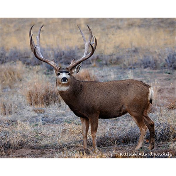 Mule Deer Buck 16 X 20 Canvas Wrap Print