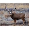 Image 1 : Mule Deer Buck 16 X 20 Canvas Wrap Print