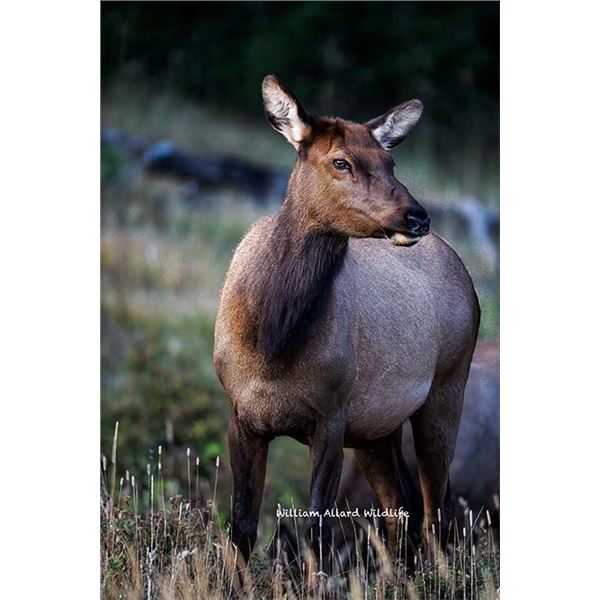 Utah Cow Elk - All Cache Units - Conservation Permit