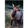 Image 1 : Utah Cow Elk - All Cache Units - Conservation Permit