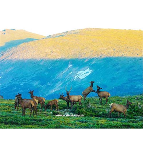 Utah Cow Elk - All Cache Units - Conservation Permit