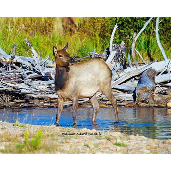 Utah Cow Elk - All Central Mountains Units - Conservation Permit