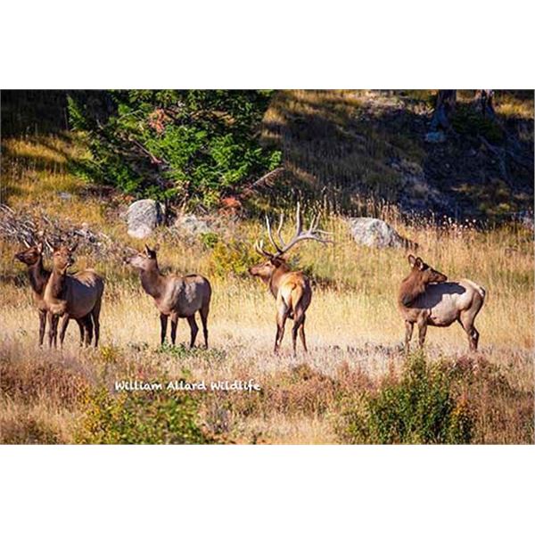Utah Cow Elk - All Central Mountains Units - Conservation Permit