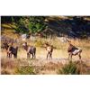 Image 1 : Utah Cow Elk - All Central Mountains Units - Conservation Permit