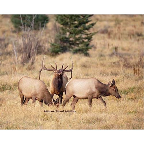 Utah Cow Elk - All La Sal Units - Conservation Permit