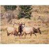 Image 1 : Utah Cow Elk - All La Sal Units - Conservation Permit