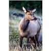 Image 1 : Utah Cow Elk - All La Sal Units - Conservation Permit