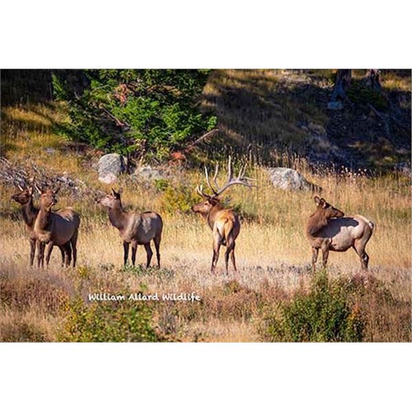 Utah Cow Elk - All South Slope Units - Conservation Permit