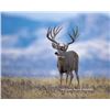 Image 1 : Utah Buck Deer - Book Cliffs - Conservation Permit