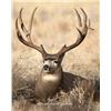 Image 1 : Utah Buck Deer - Paunsaugunt - Conservation Permit