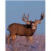 Image 1 : Utah Buck Deer - Fillmore, Oak Creek - Hunter's Season Choice - Conservation Permit