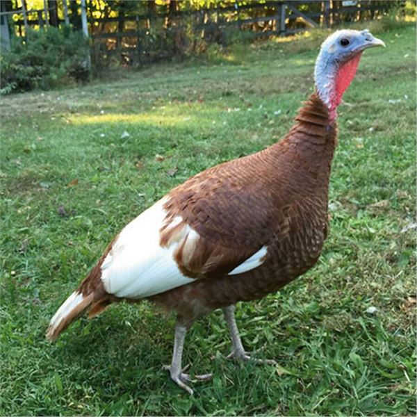 Hen Turkey Private Ranch Hunt in Elberta, Utah