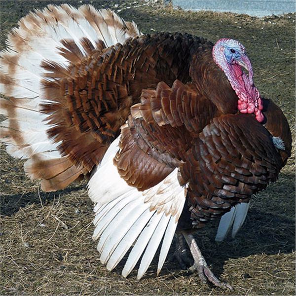 Jake Turkey Private Ranch Hunt in Elberta, Utah