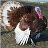 Image 1 : Jake Turkey Private Ranch Hunt in Elberta, Utah