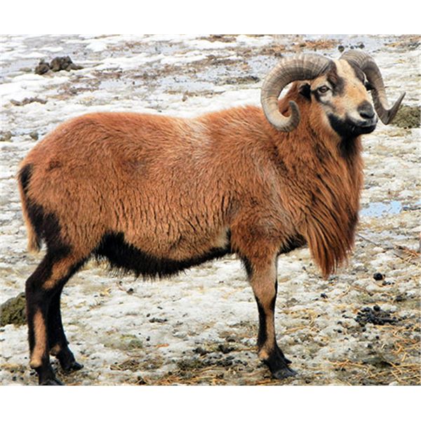 3/4 Curl Barbados Sheep Private Ranch Hunt in Elberta, Utah
