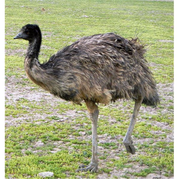 Emu Private Ranch Hunt in Elberta, Utah