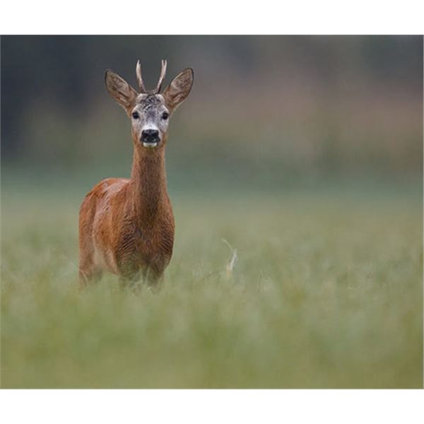 Serbian Roe Deer – Hunt and Tour Serbia