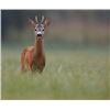 Image 1 : Serbian Roe Deer – Hunt and Tour Serbia