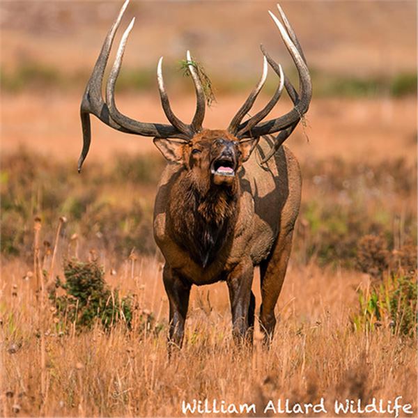 Bull Elk 16 X 20 Metal Print