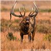 Image 1 : Bull Elk 16 X 20 Metal Print