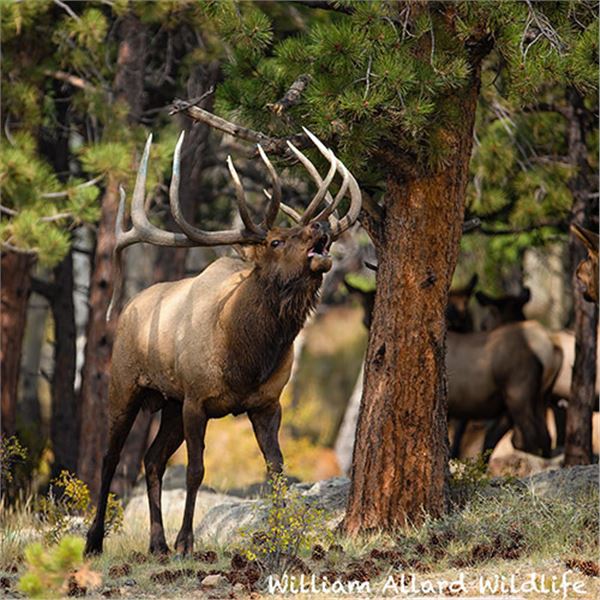 Bull Elk 30 X 30 Metal Print