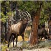 Image 1 : Bull Elk 30 X 30 Metal Print
