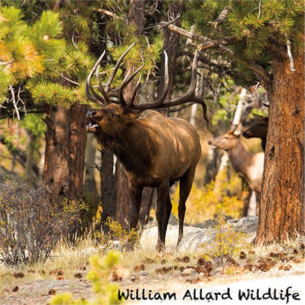 Bull Elk 20 X 30 Canvas Wrap Print